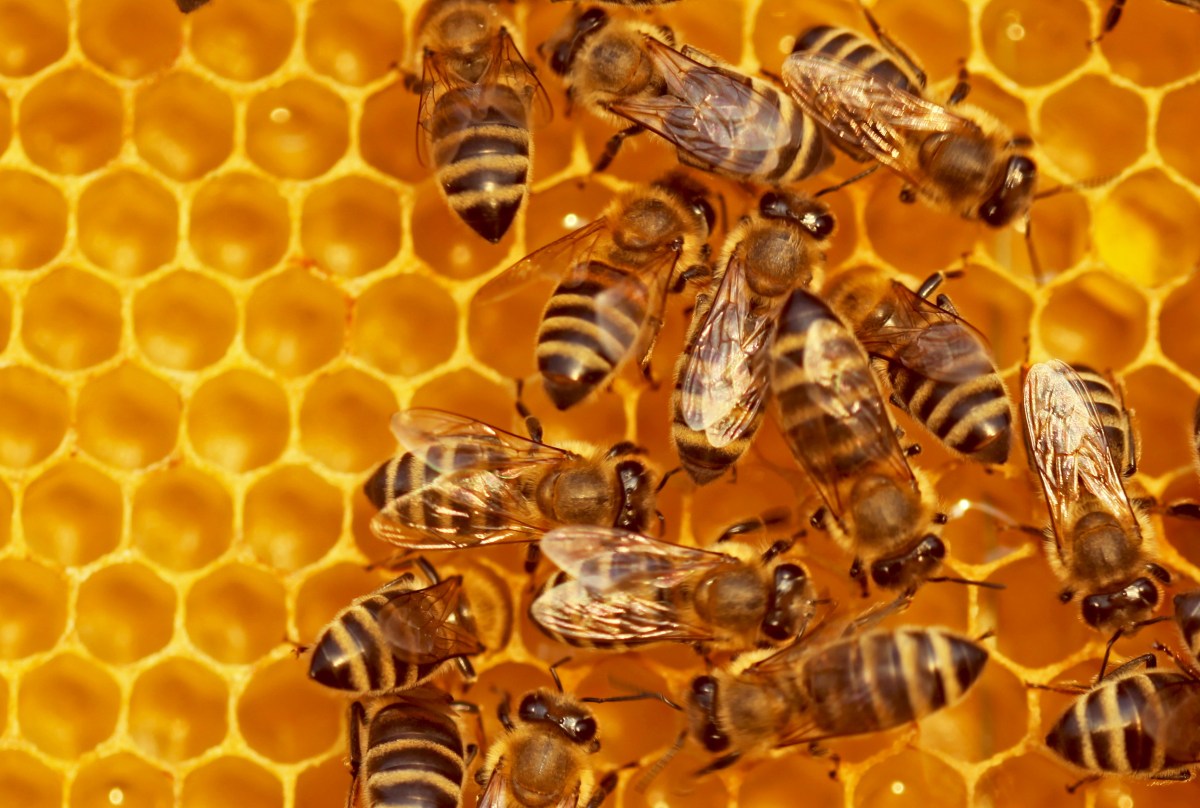 Lauren Forristal / TechCrunch:
Beehiiv rolls out metered paywalls, paid trials, AI analytics, and webinars for 10K people, and says it has 50K+ active users and hit $28M+ in ARR in April&nbsp; —&nbsp; It's been clear for a while that Beehiiv wants to be more than just …