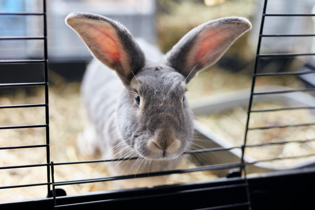 Nikolas Hart, 25, is accused of killing a two-month-old rabbit named Momo in a domestic violence incident, according to the Los Angeles County District Attorney’s Office.