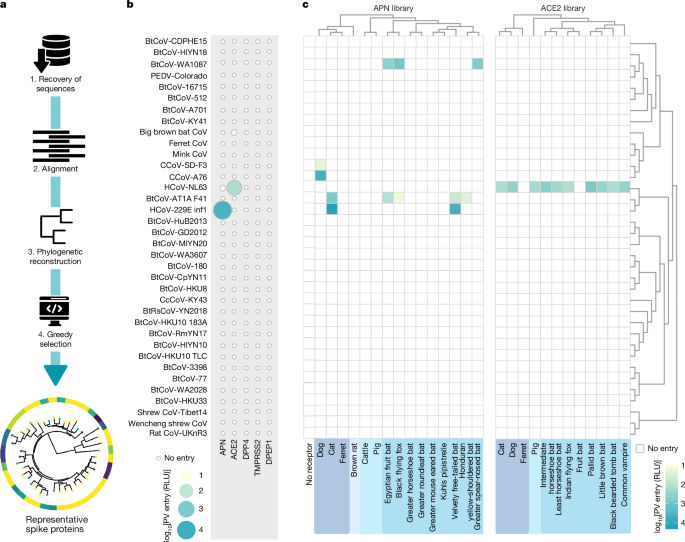 Human CEACAM6, which is widely expressed in the lung, is identified as a receptor used by the spike proteins of Cardioderma cor (heart-nosed bat) alphacoronaviruses to enter cells.